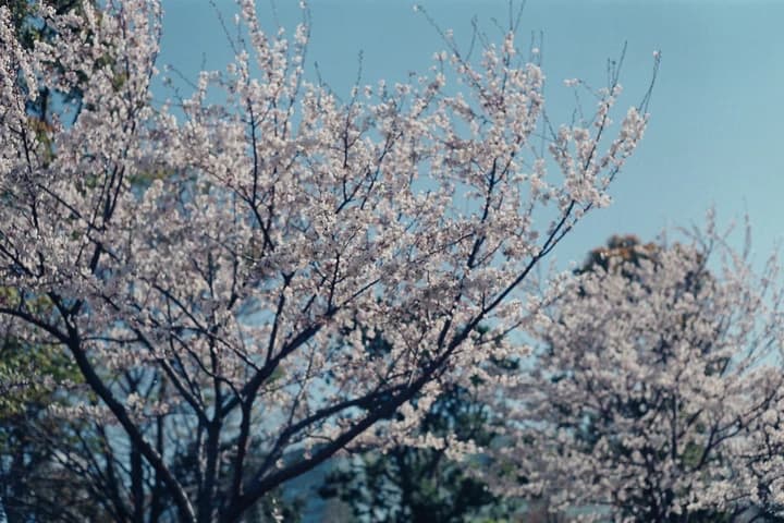 Cherry blossoms against blue sky
