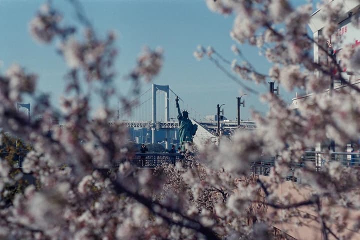 City seen through blossom branches