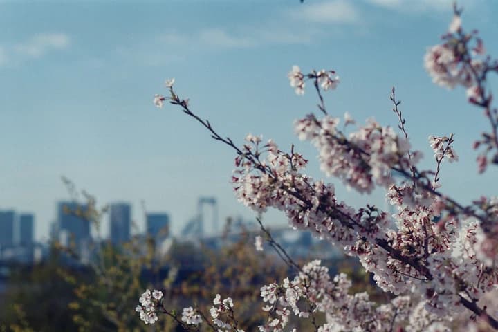 Blossoms beside water and distant buildings