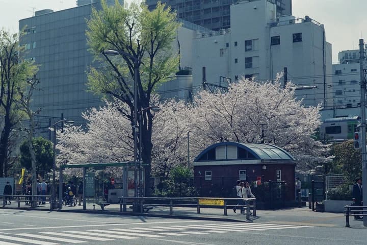 桜の木と街角の建物