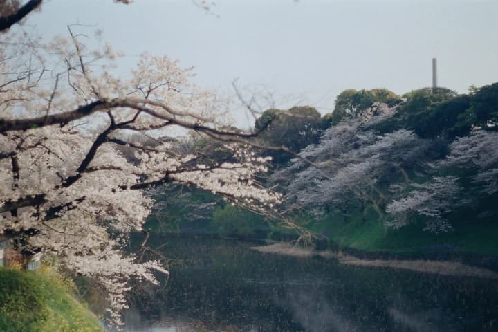 Blossom branches reaching over water