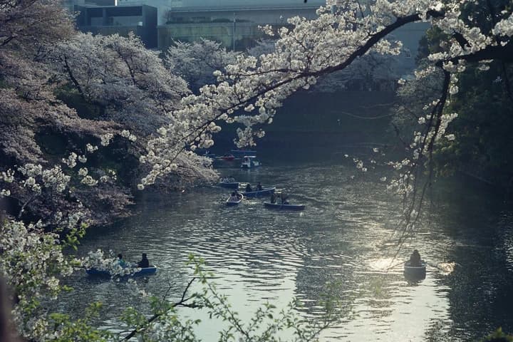 Small boats on water beneath blossoms
