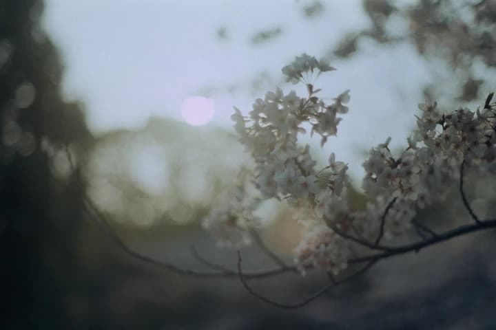Softly focused blossom branches