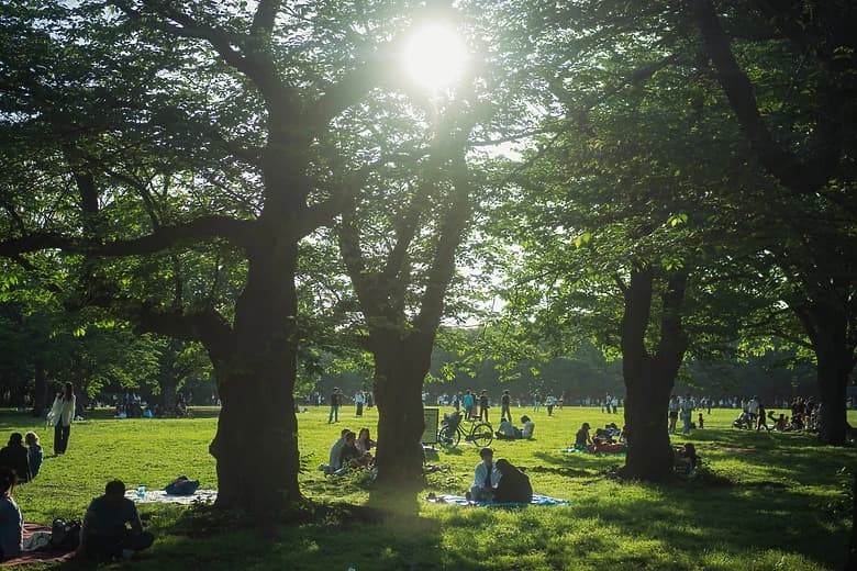 Sunlight through the trees