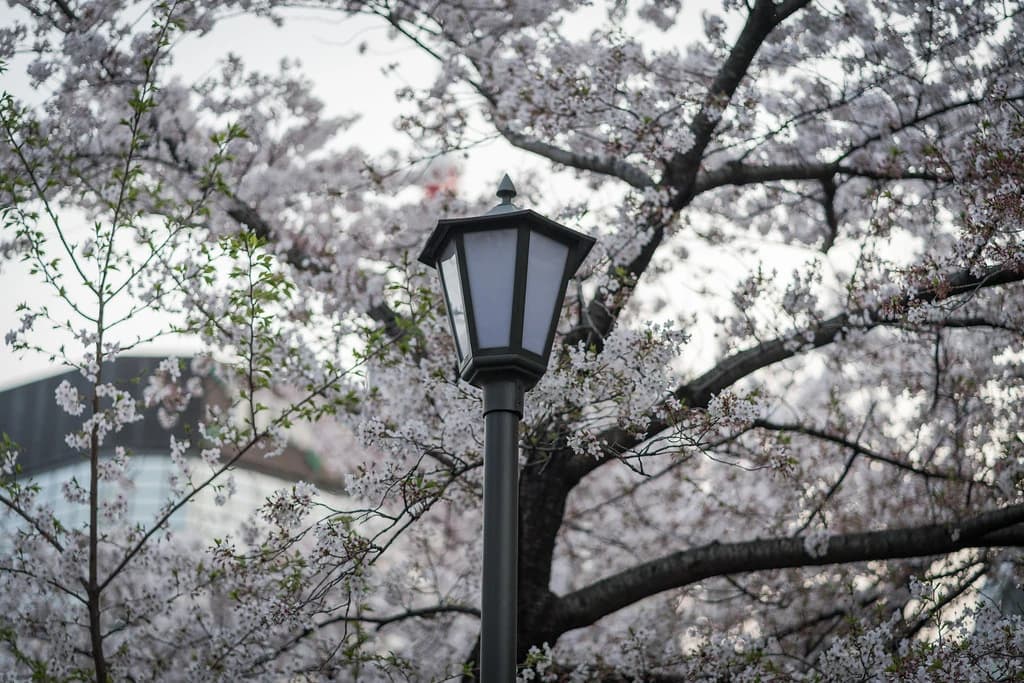 桜の枝と街灯
