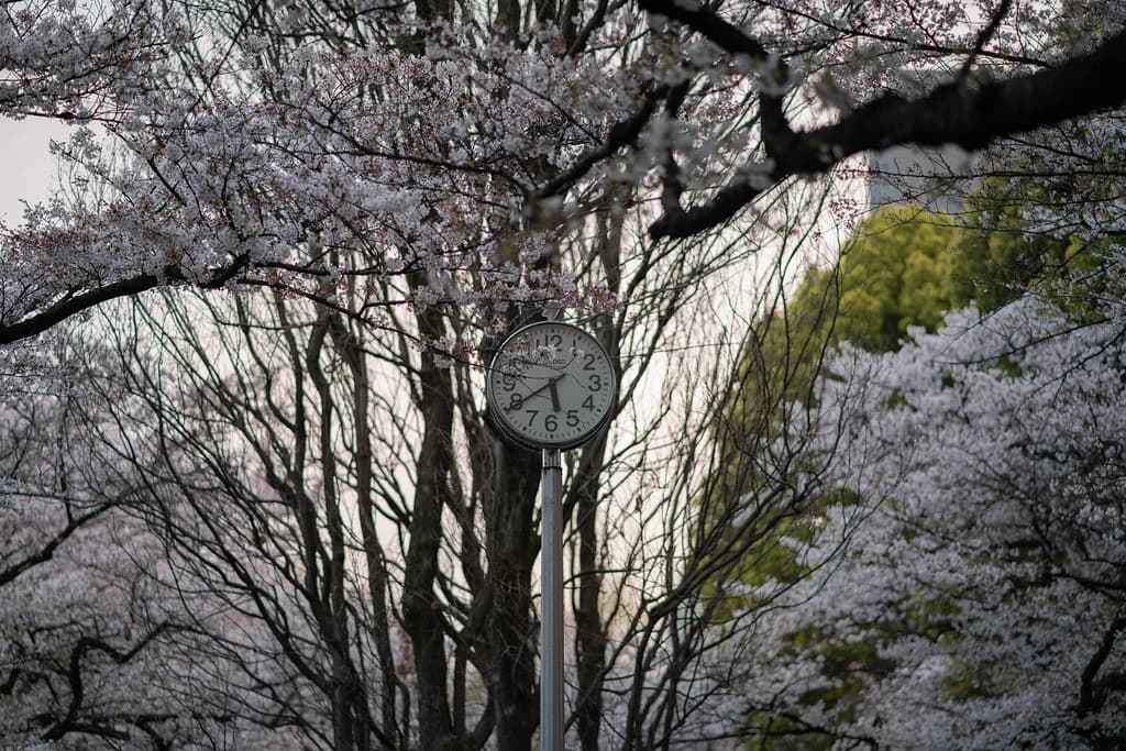 Clock beneath flowering branches