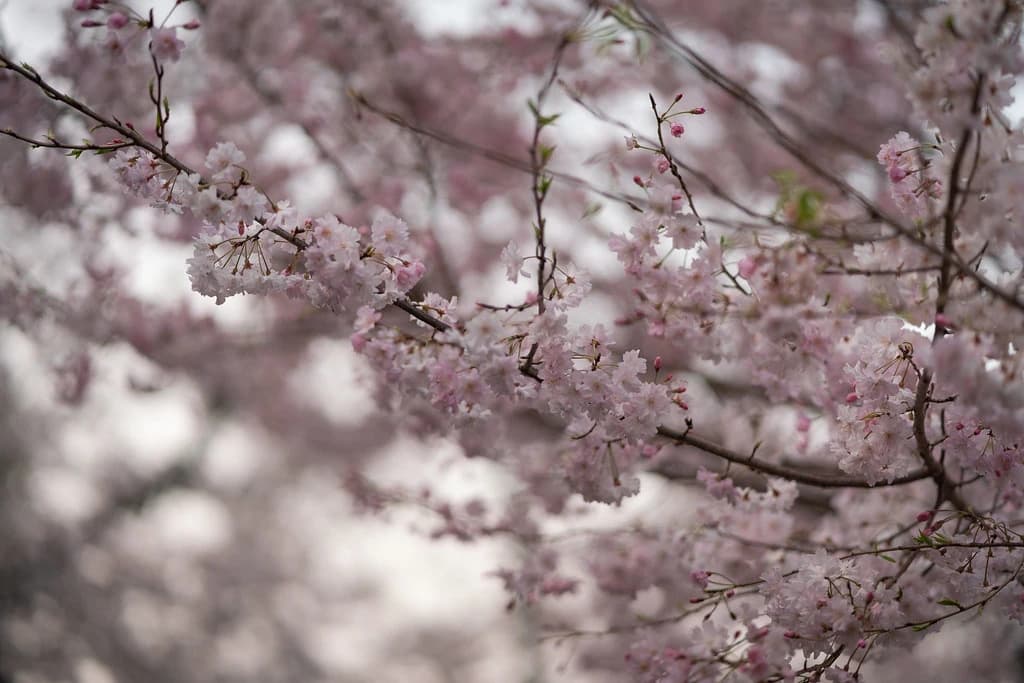 Pale pink cherry blossoms