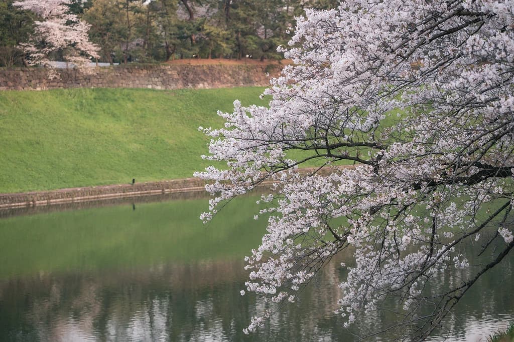 Blossoms extending over water