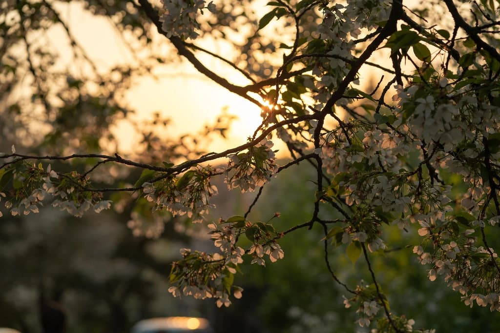 Sunlight through flowers and leaves