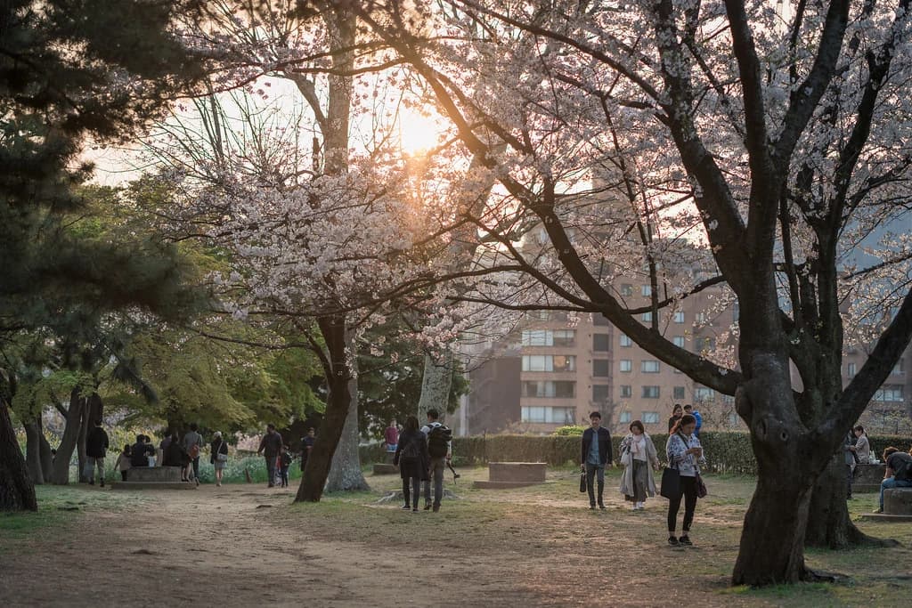 Large trees in a park at sunset